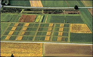 Aerial view of plots   Science