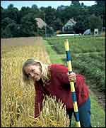 Scientist measures wheat plants   Science
