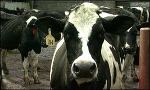 Cloning research was carried out on cows