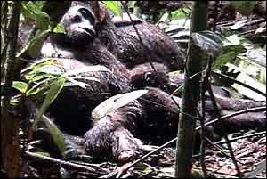 Dead gorilla family   TVE