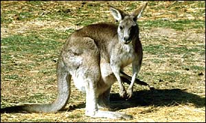 A kangaroo with a joey in its pouch