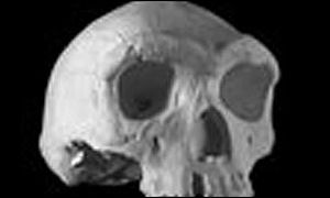 Homo Heidelbergenesis, whose remains were found in Boxgrove, Sussex 