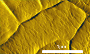 Surface, Institute of Food Research (1 micron = 1 millionth of a metre) 