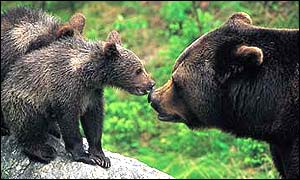 Brown bears in the Carpathians. � P. Weimann/WWF-A