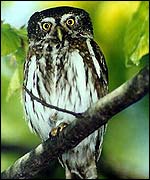 The smallest European Owl - Pygmy Owl.  �Fero Bednar