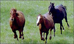 Horses, BBC