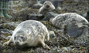 Grey seals