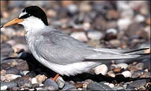 Little tern