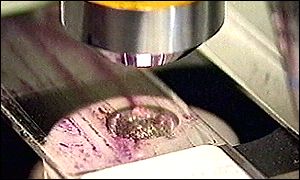 microscope slide