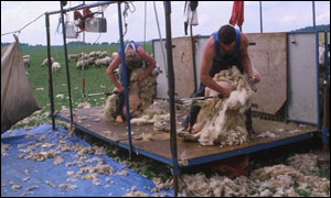Sheep shearing generic