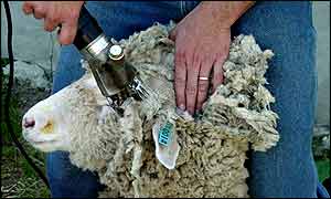 Sheep shearing