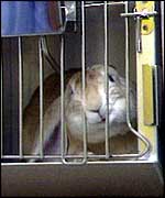 Caged rabbit   BBC
