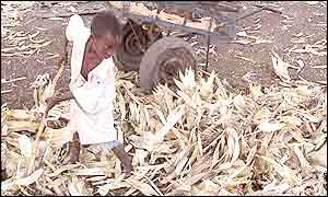 Boy with maize crop  