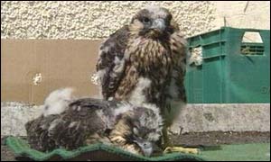 Police discovered two live and two dead chicks in a nest