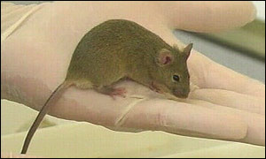 Mouse, BBC