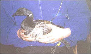 Tagged goose (Wildfowl and Wetlands Trust)
