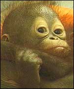Infant orang-utan   TVE