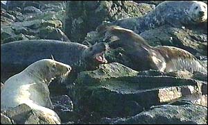Seals on the North-east coast 