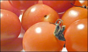 Tomatoes, BBC