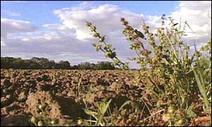 GM crops being grown, BBC