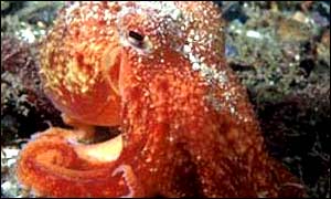 curled octopus