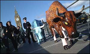 Cows