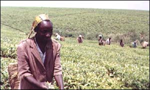 Ugandan worker at tea plantation
