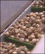 Cockles generic