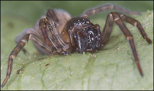 Spider, RSPB