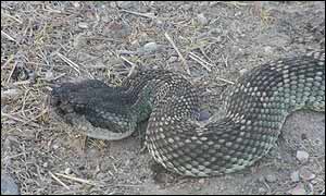 Southern Pacific Rattlesnake