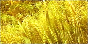 Scientists recognised the dangers genetic engineering could pose from the beginning