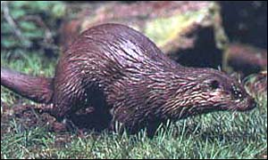 Otter