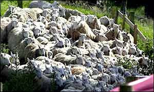 Sheep herded into pens
