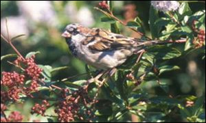 Sparrow