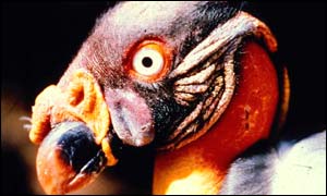 Bird picture