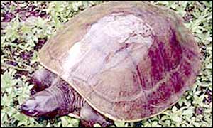 Cambodian royal turtle (Photo: Wildlife Conservation Society)