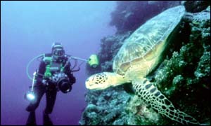Coral reef, BBC