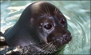 Seal