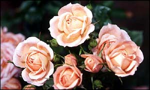 Roses