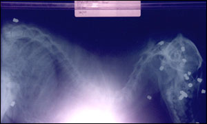 X-ray of dog showing airgun pellets 