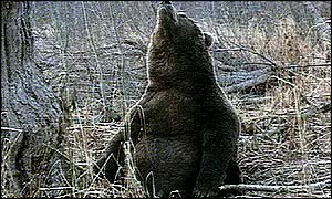 Russian bear