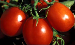 Image: USDA Agricultural Research Service, Peggy Greb