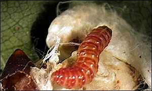 Pink bollworm, BBC