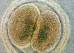 Embryo, BBC