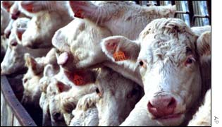 Cows being fed, AP
