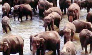 Asian elephants