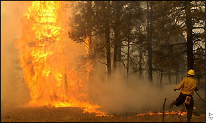 Forest fire