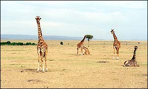 Giraffes in Kenya