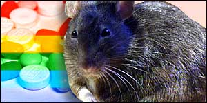 Rat and pills