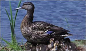 Ducks
